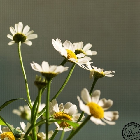 The flower next door