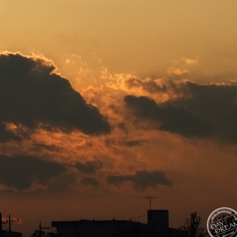 Cherry rose on the embankment