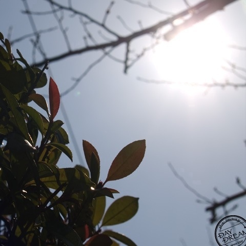 Shirt with short sleeves