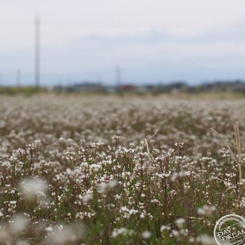 Oasis in residential quarter