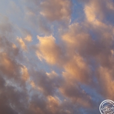 Bashful Blush Beauty