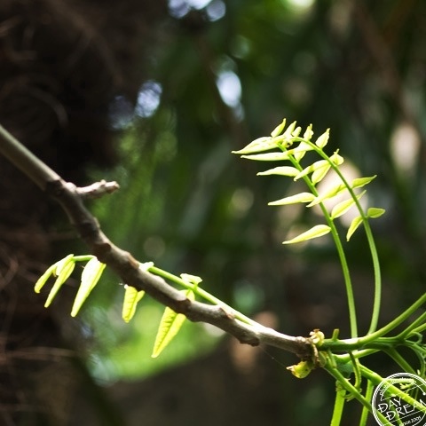 Tope in the subtropics