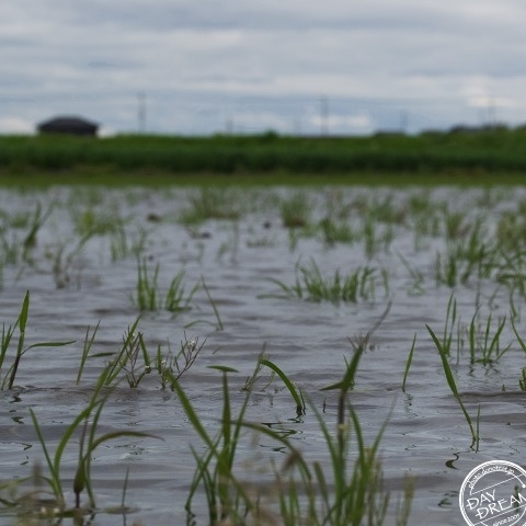 Cultivation of soft-shelled turtle