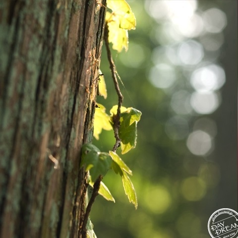 Accuse someone of telling a lie