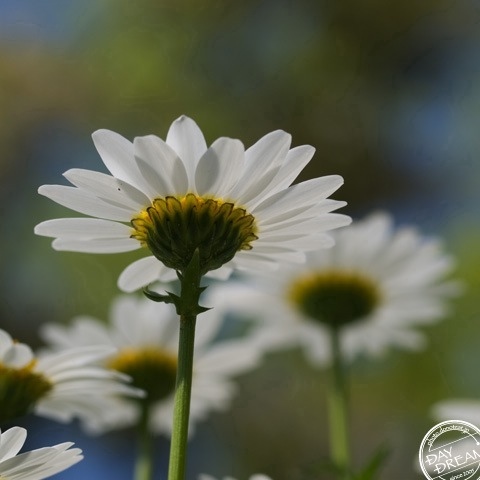 Uninterrupted snooze