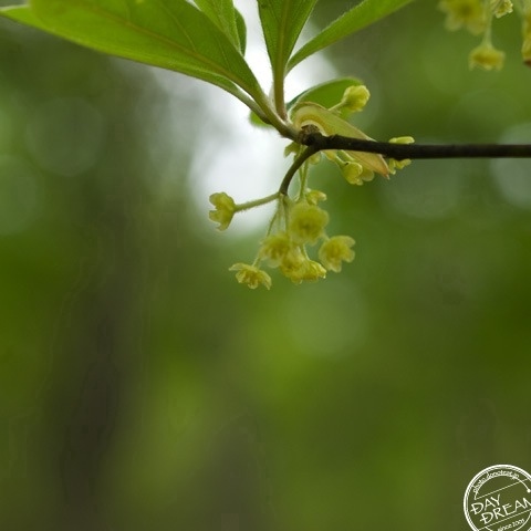 Mountain stream of early summer