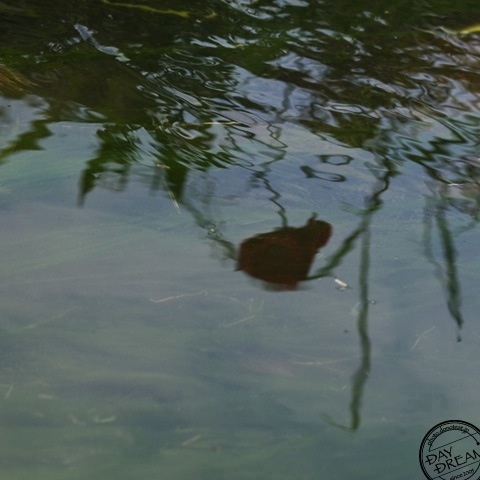 Reflection in the riffle