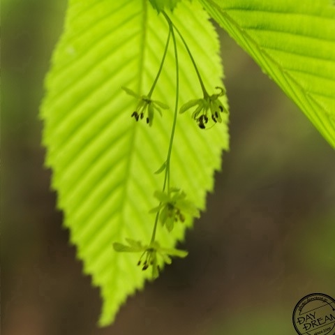 Feelings like tree tree