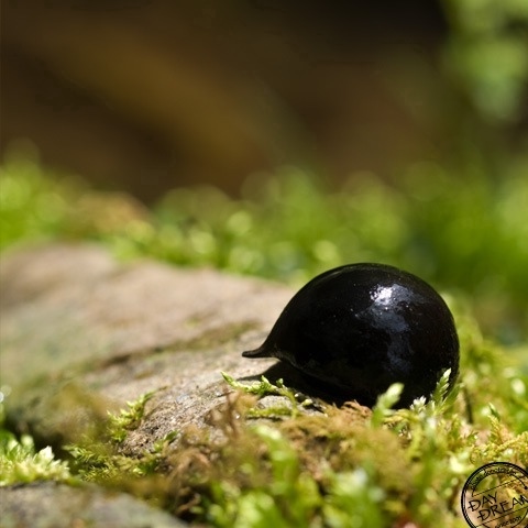 Magic put by prince acorn