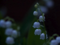 Convallaria keiskei