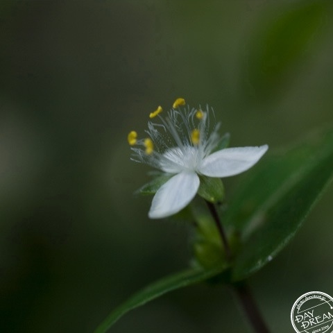 Wee hours  of early summer