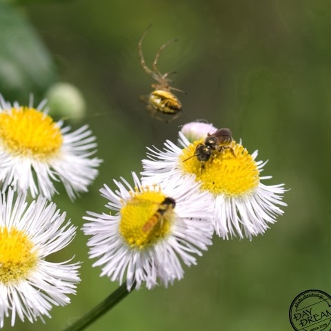 Bee and Cleg and Spider Bee and Cleg and Spider