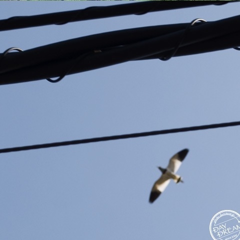 As straight as an arrow