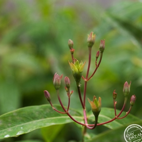 The Blue bud The Blue bud