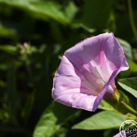 Season when bellbind blooms Season when bellbind blooms