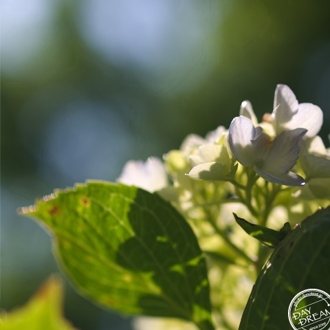 Charlotte the black cat in the strong sunshine