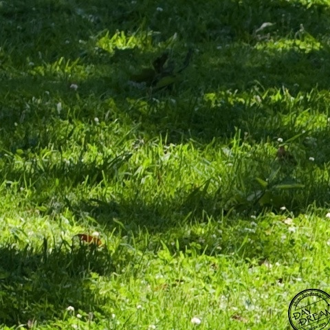 Someone of Topknot style