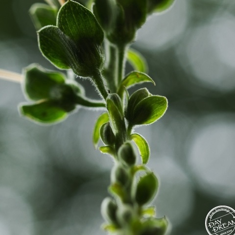 The days before chrysalis