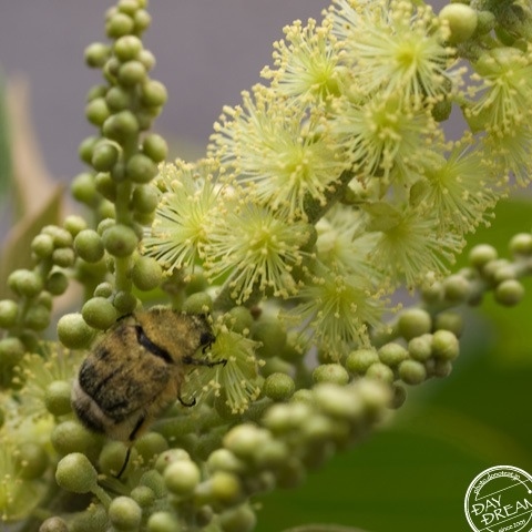The pollen was edible