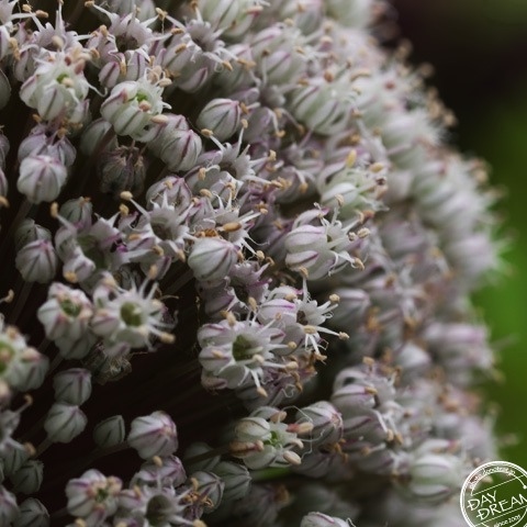 Voice like scintillate