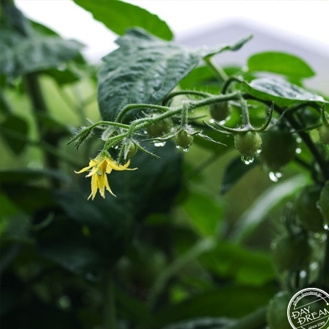 The cover or the pampering