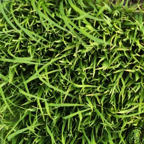 The life in the green