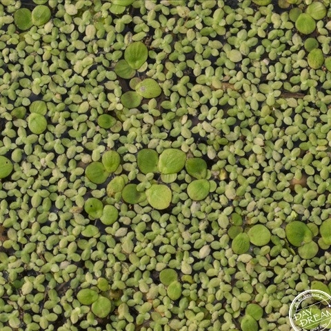 Floating grass pontoon