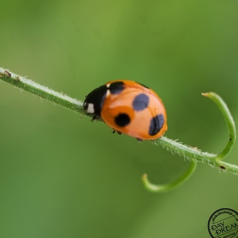 Commune with oneself