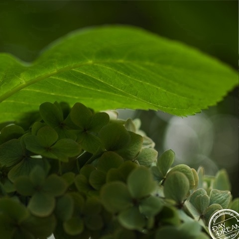 There was no SHIBATEN