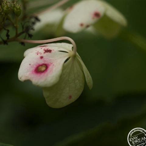 No odoriferous but embarrassed