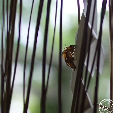 Endless summer season