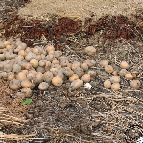 Potato in the wayside...