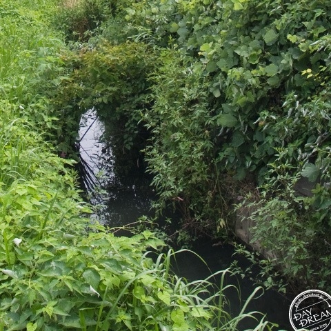 Abundant signs of fish