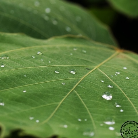 Not shine the Raindrop