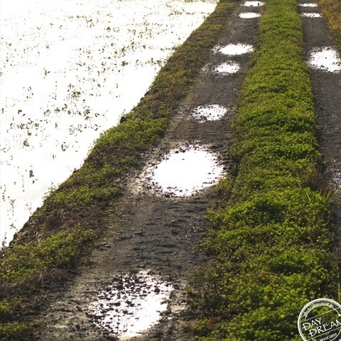 Loach on the wayside