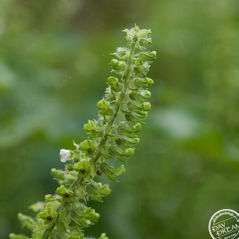 Flower of Shiso