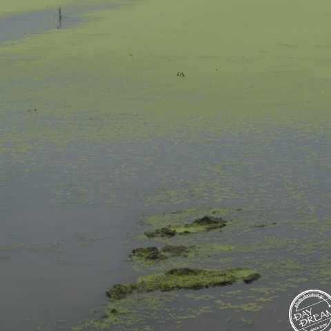 Visitors in lake in garden