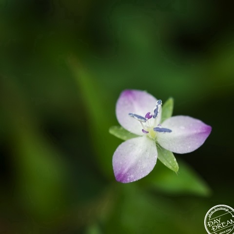 Flower and dim-witted