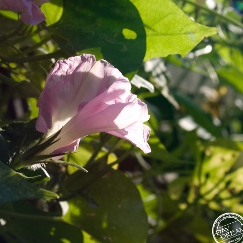 Faded sky. passe flower.