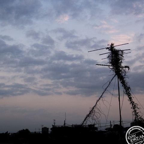 Ginger Honey Tea in the morning