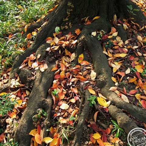 The Four Seasons tree