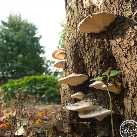 The stairs of mushroom