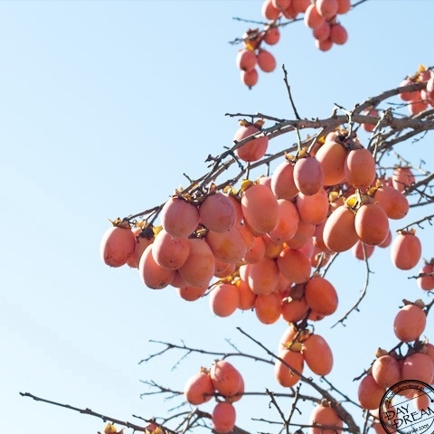 Remove the astringency