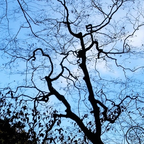 Gnarled branch