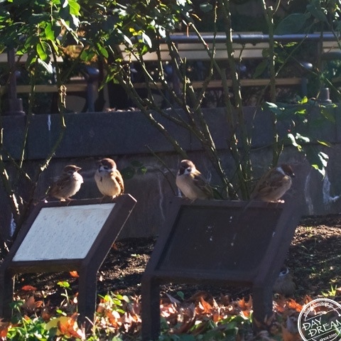 The sparrow is sparrow.