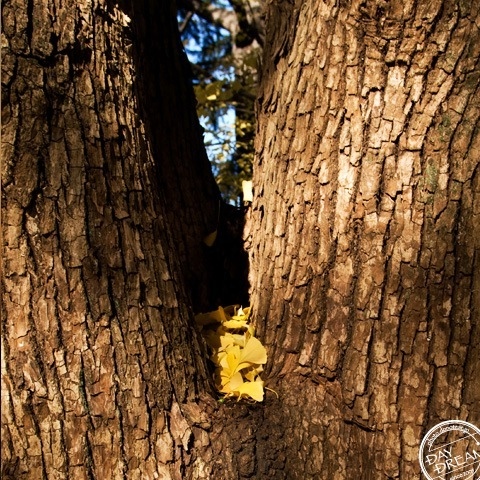 Rake the leaves into piles.