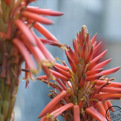 Aloe flower