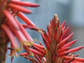 Aloe flower