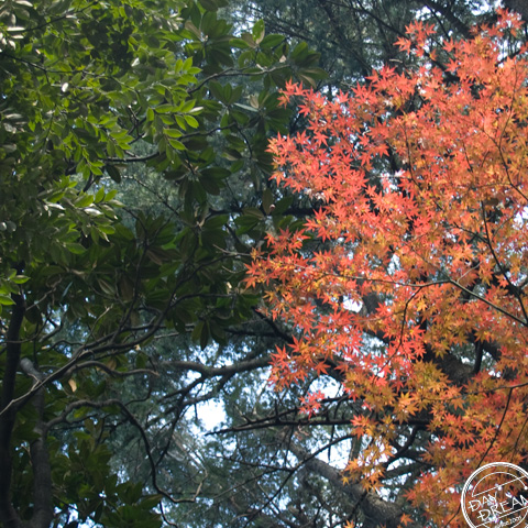 Red in the middle winter