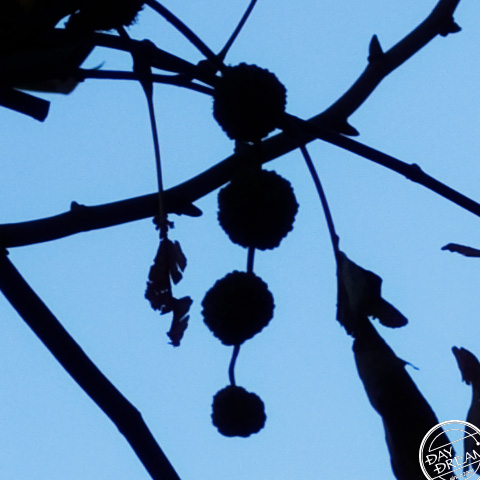 Out-of-season ornament